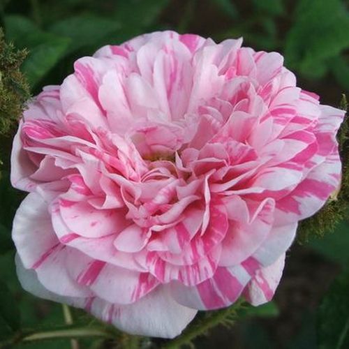 Vendita, rose rose muscose - rosso - bianco - Rosa Madame Moreau - rosa intensamente profumata - Robert and Moreau - Una rosa muschio con unici fiori a strisce.